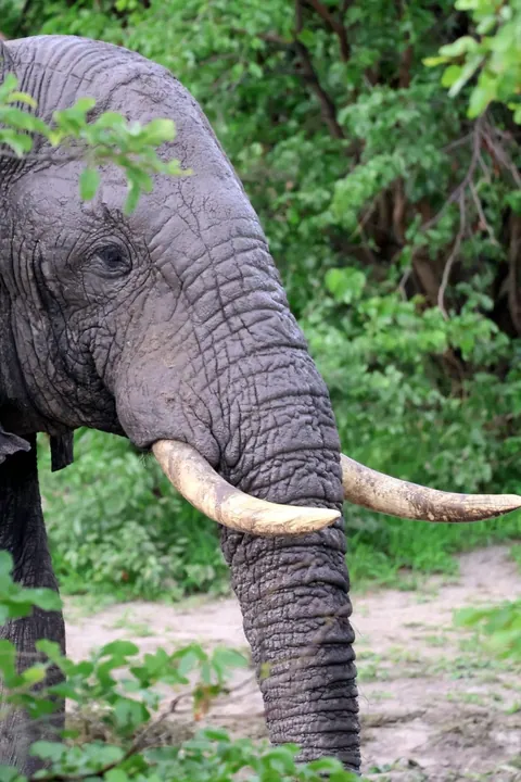 December in Botswana