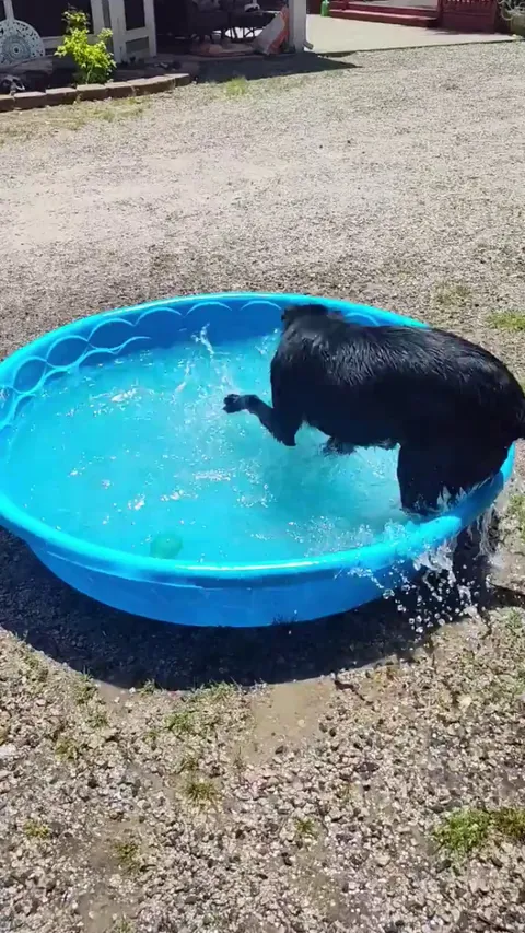 10 month old Lab/Shepard's first pool time. 5 year old Husky's countless dirt bath.