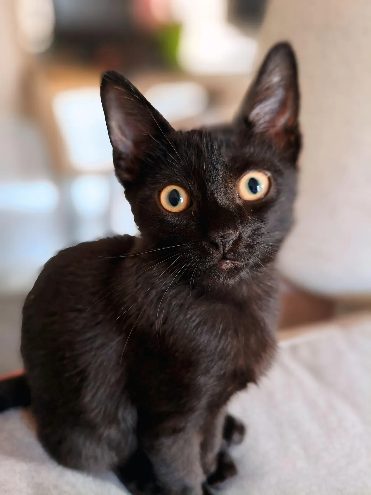 Dexter, my little boy