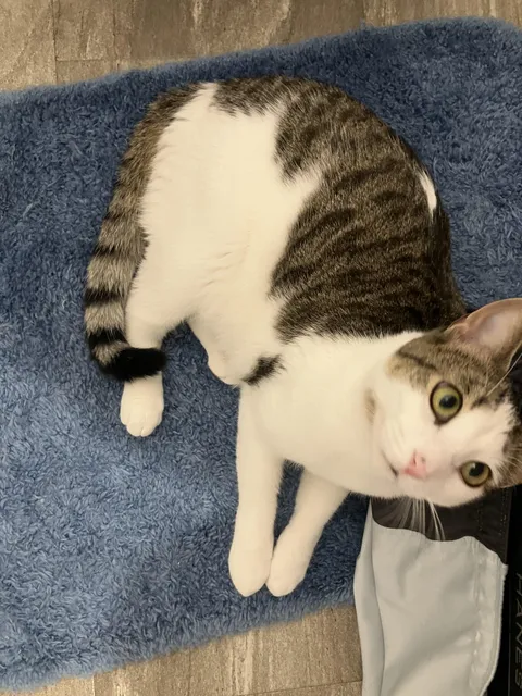 I read somewhere that cats “protect” us while we’re on the toilet. Is that true? Mine never lets me poop alone