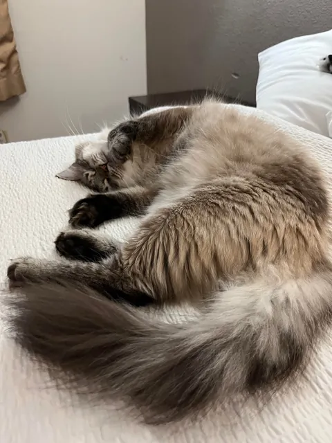 Imagine laying down for the night at a hotel, &amp; here comes a random cat out of nowhere 🤣 my cat is an ahole