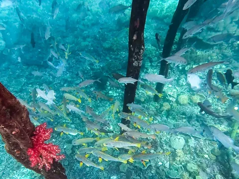 I returned to New Guinea, to a very remote atoll for a month long trip, living off the ocean.