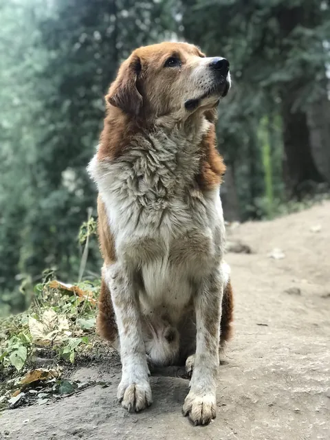 A Himalayan Sheepdog who guided us for 7 miles on a trek... It’s almost as if he knew that we would get lost after it got dark. He sat with us when we rested and ranged ahead and made sure that both of us kept pace with him.