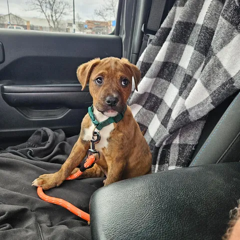 My dad's girlfriend runs a dog rescue, and they just picked up this pup