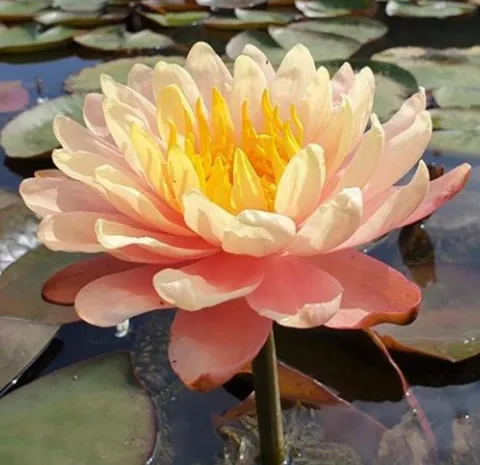 Some rare varieties of water lilly in my garden