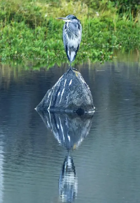 🔥 A grey heron resting on rock that seems to be popular with the birds, as it is covered in poop