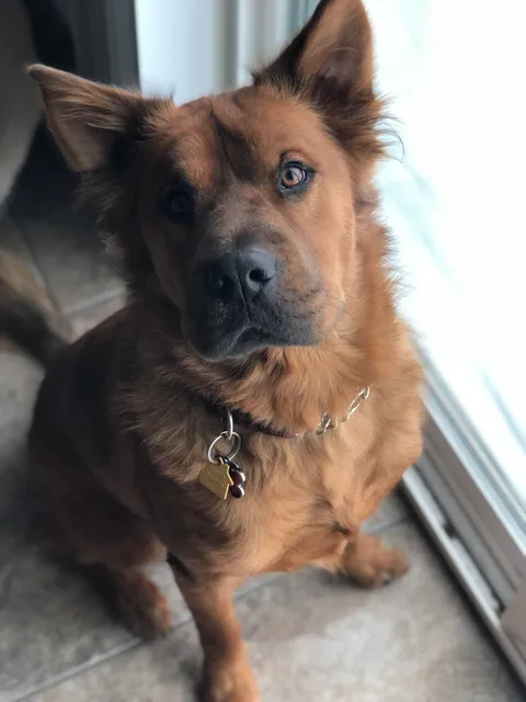 My first dog. His name is Oberon and he is my son.