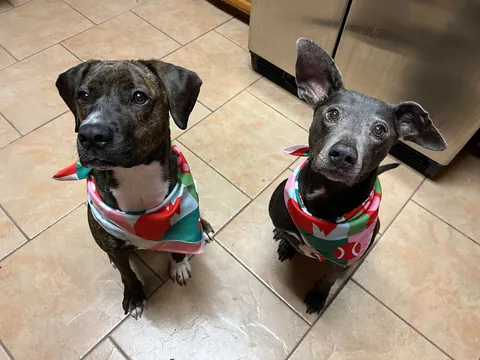 I was adopted 2 years ago today!