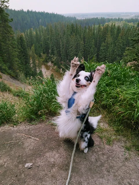 Milo had some hilariously good poses for our little hilltop photo op.
