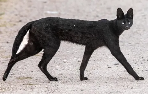 🔥 Black Serval 🔥