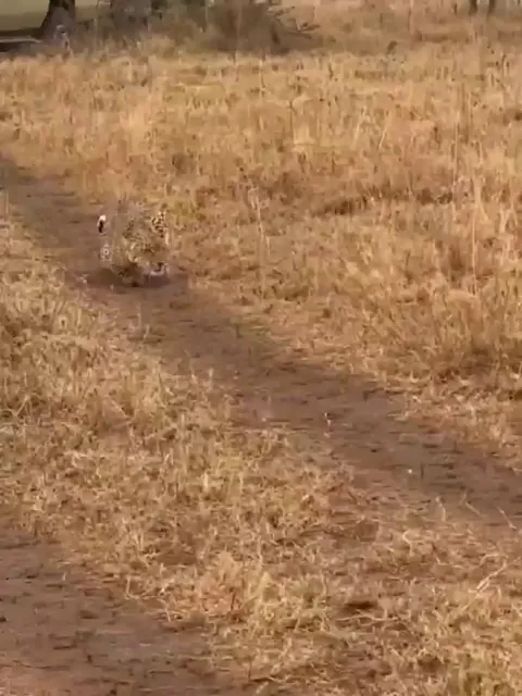 The military leopard crawl can't compare to the real thing