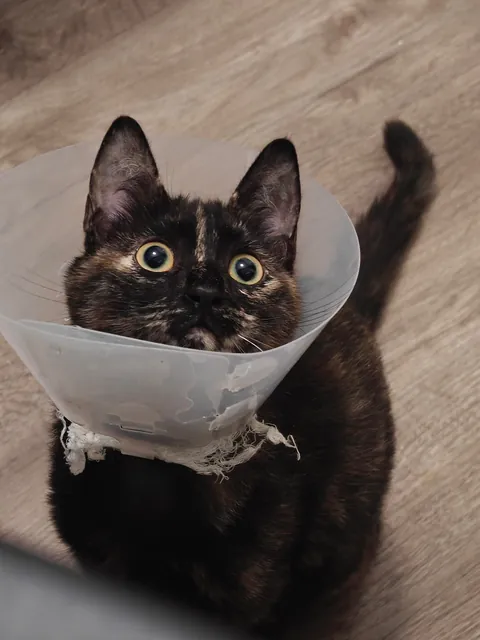 Luna's funny expressions (funniest one at the end) 😺