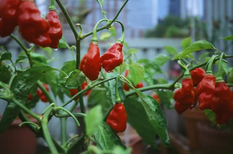 My 300 sq ft rooftop garden in downtown Brooklyn