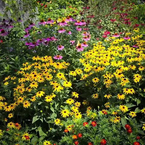 Quick morning look at the garden