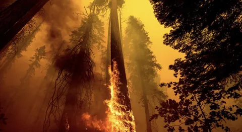 Sequoia trees are intentionally getting struck by lightning to try to kill us all