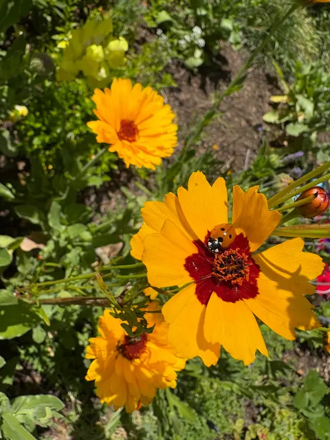 It’s bittersweet knowing I’m going to leave my first garden behind after I move in a month.. here’s some photos of my flowers.