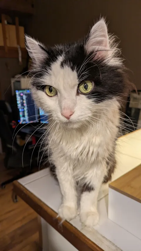 Goodbye, my sweet brush-loving boy