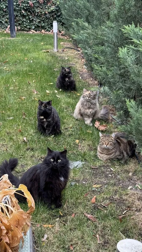 When you do barbeque in Istanbul 