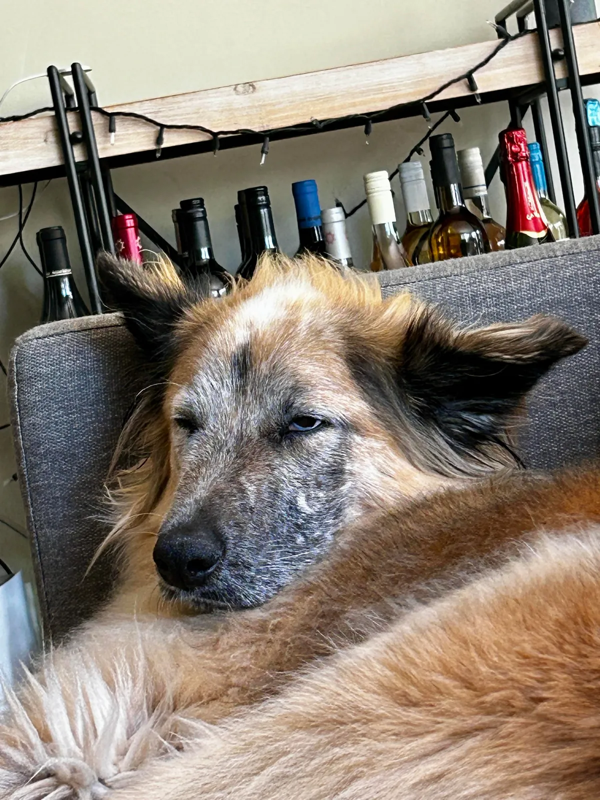 Celebrating two years with Snacks, our big goofy rescue dog