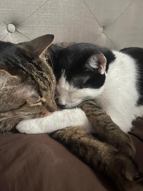 My cats once a year vs my cats normally 😂😂