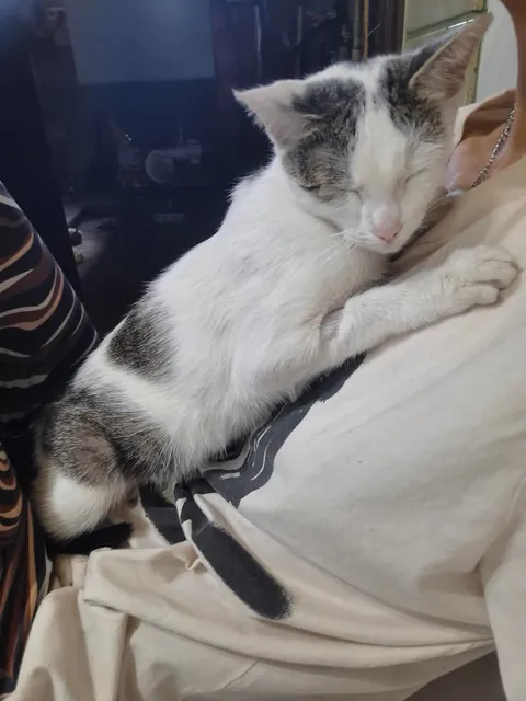 stray cat moved in and basically adopted me 😆 ♥️