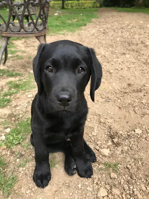 This is Oggy, you can boop her !