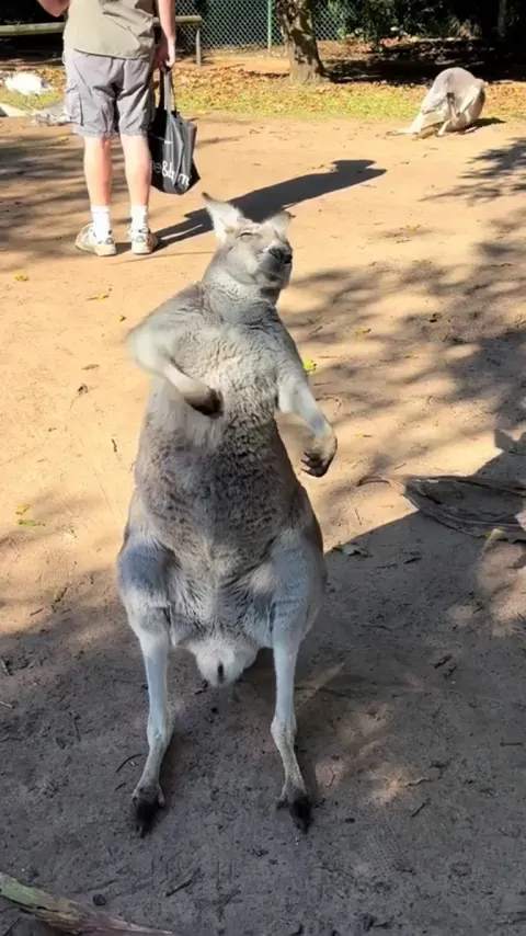 By now you should’ve somehow realised I’m a kangaroo