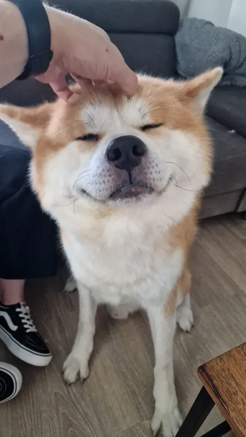 Gojira likes his head scratches