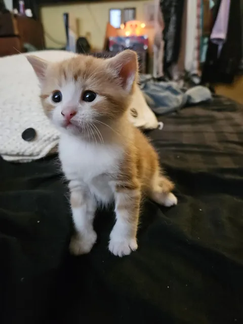 Everyone! Meet...Steve!