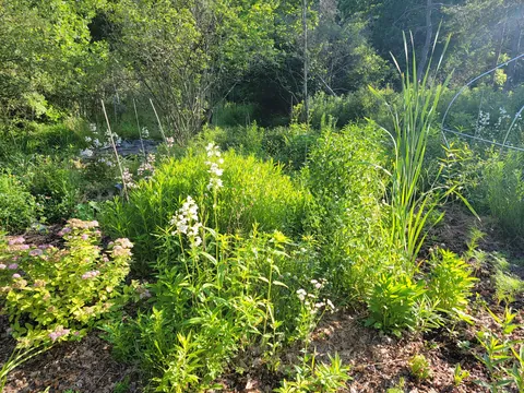 Yesterday my husband came down to the garden and asked "So how much of this is natural?"