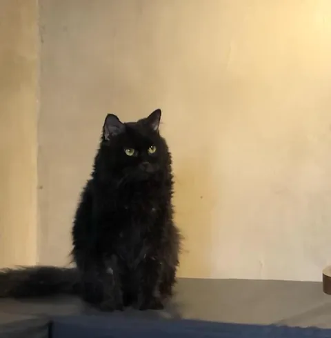 I lost my buddy a week ago.