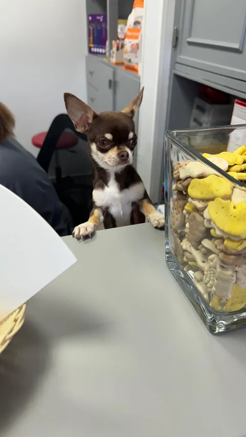 Saw this good boy working at the vet. He was trying his best not to eat the treats for customers