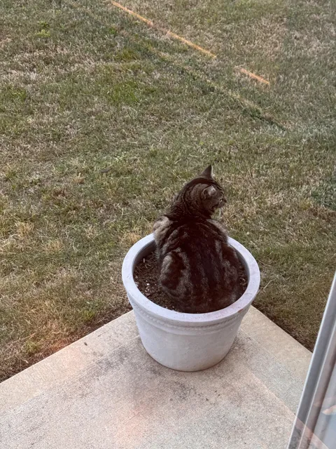 Need help identifying this plant