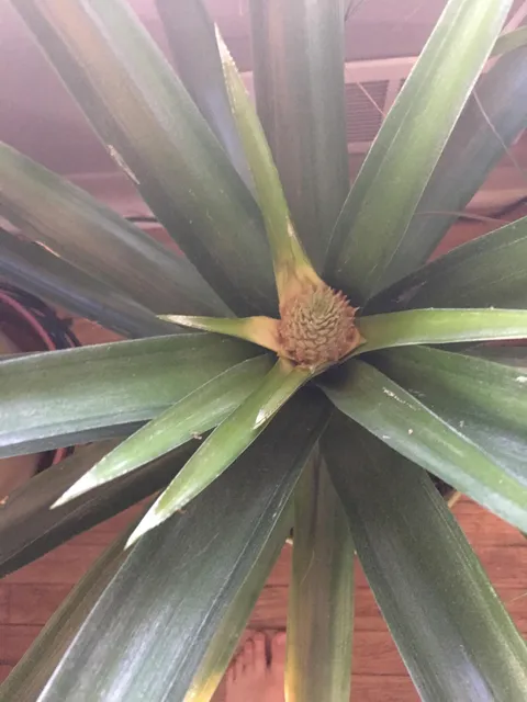 I woke up to my dad SCREAMING "I'M GETTING A PINEAPPLE!!!!"