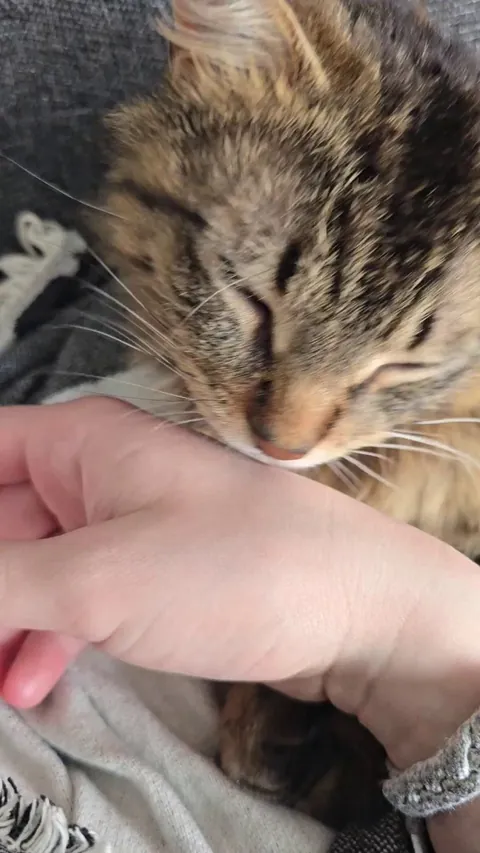 is my cat just trying to groom me? he will do this for a very long time if you let him. sometimes my face when i'm napping 😭