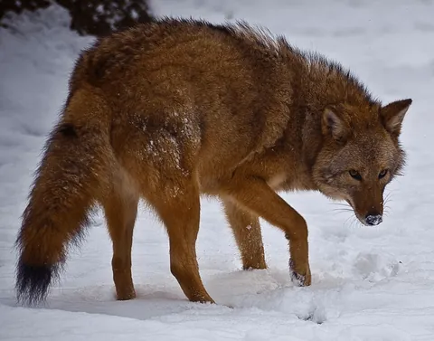 The hybrid Coywolf has exploded in numbers in recent years. From Coyote and Wolf is twice the size of a Coyote, can function in open terrain and forest. Some have 1/10 of dog which makes them not fear humans.