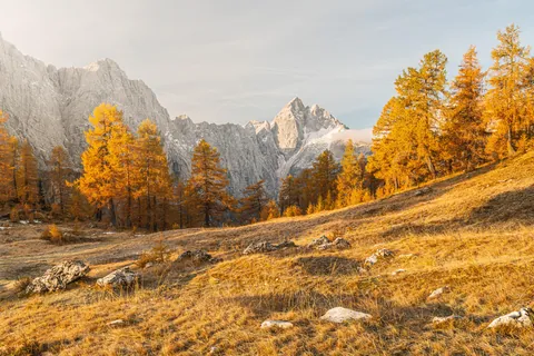 ITAP of golden larches