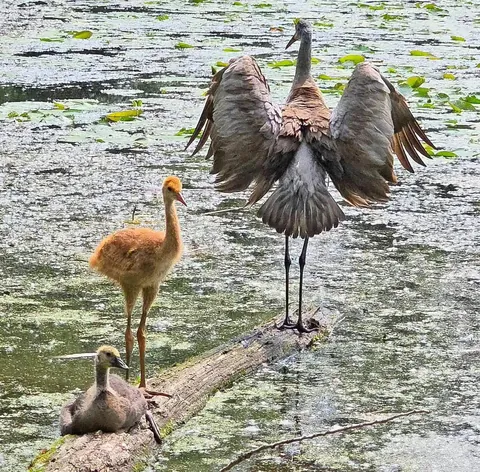 Colts (young sandhill cranes) have about a 50% (high end) survival rate from hatchling to fledging. These expert sandhill crane parents raised a different species alongside their own and have kept both alive. Now they fly and dance together.