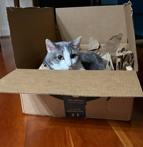 We know they’re obsessed with them, so show me your cats in boxes!