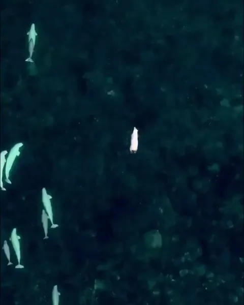 Polar Bear seen swimming among Beluga Whales in Northern Canada