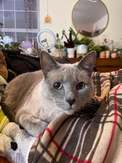 Pour one out for my girl, she's crossing the bridge tomorrow.