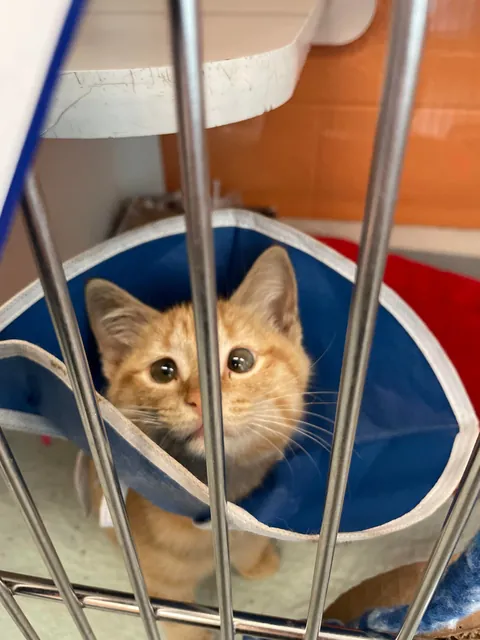 I’ve lost my best friend Link