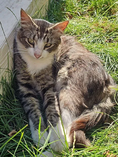 How my cat greets me every morning