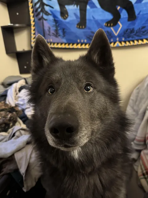 My dog is a Disney movie wolf
