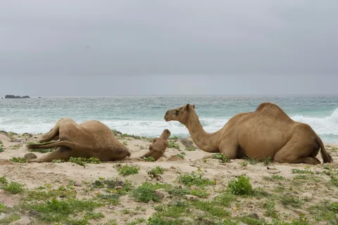 On a 3 week trip around Oman and spent a few days exploring the Dhofar Mountains around Salalah. This has quickly become my new favorite country in the world!