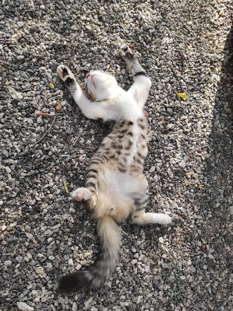 Didn't see him at lunchtime, so looked around and found him sleeping in the front yard