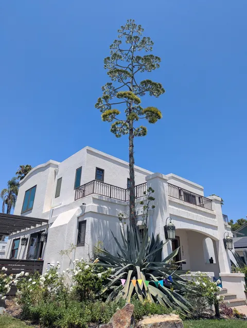 Agave Death Bloom