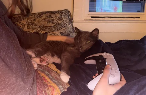 My 12 y/o cat never sat on my lap, then my GF moved in…