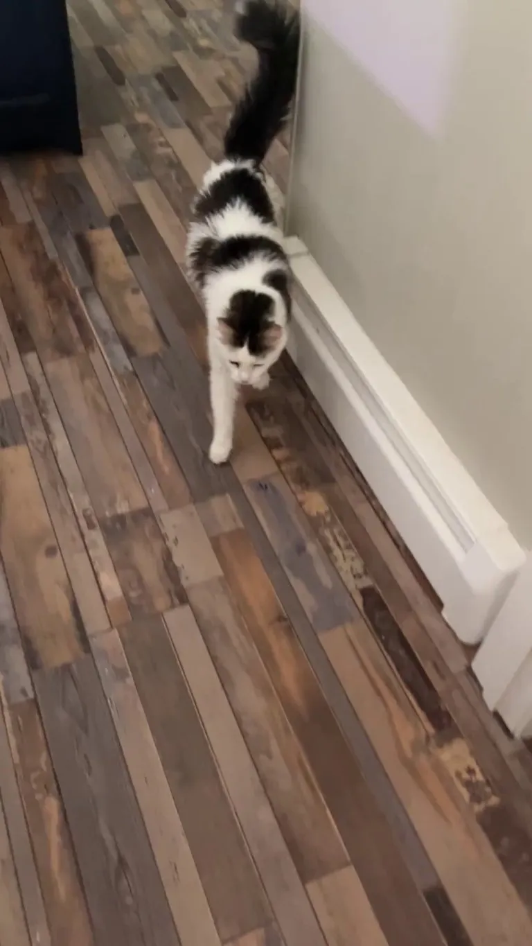 Aspen does this every day I come home if it’s even moderately nice out. He’s an indoor cat that goes out like twice a month if his tracker is charged. I love the little look-backs to make sure I’m coming. 