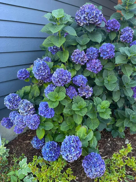 My hydrangea is in full bloom!